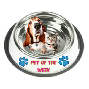 a pet of the week award